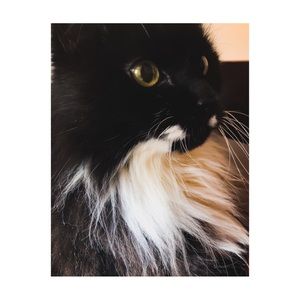 Meet your Posher, Katya